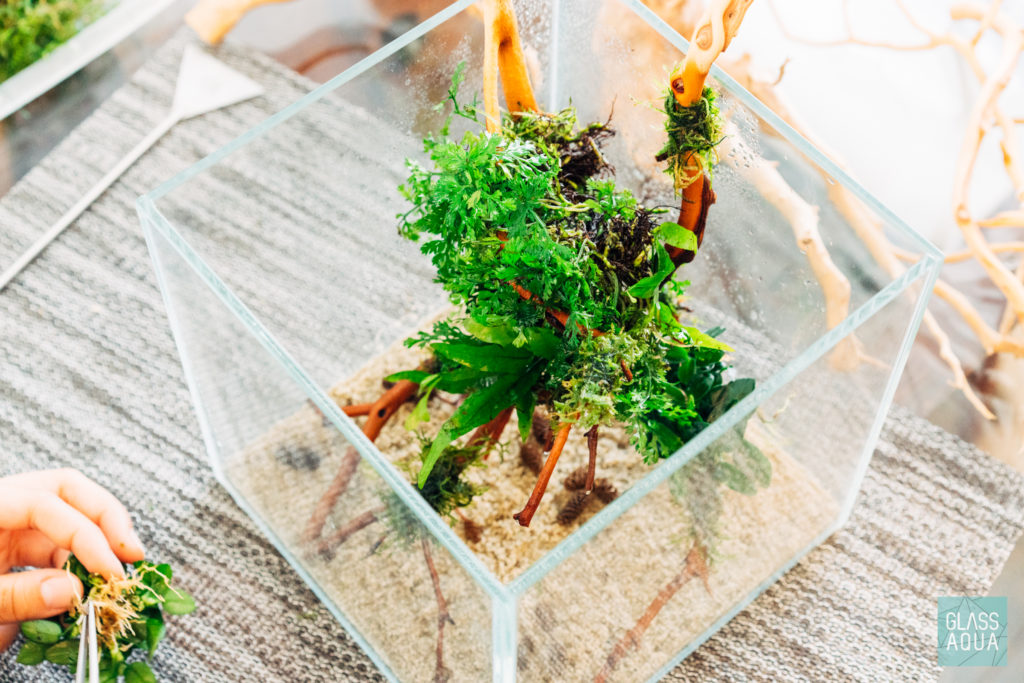 Planted Nano Tank Aquascape Setup