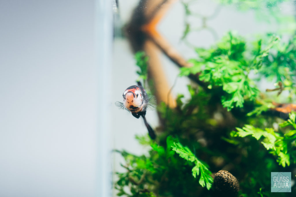 Planted Betta Tank