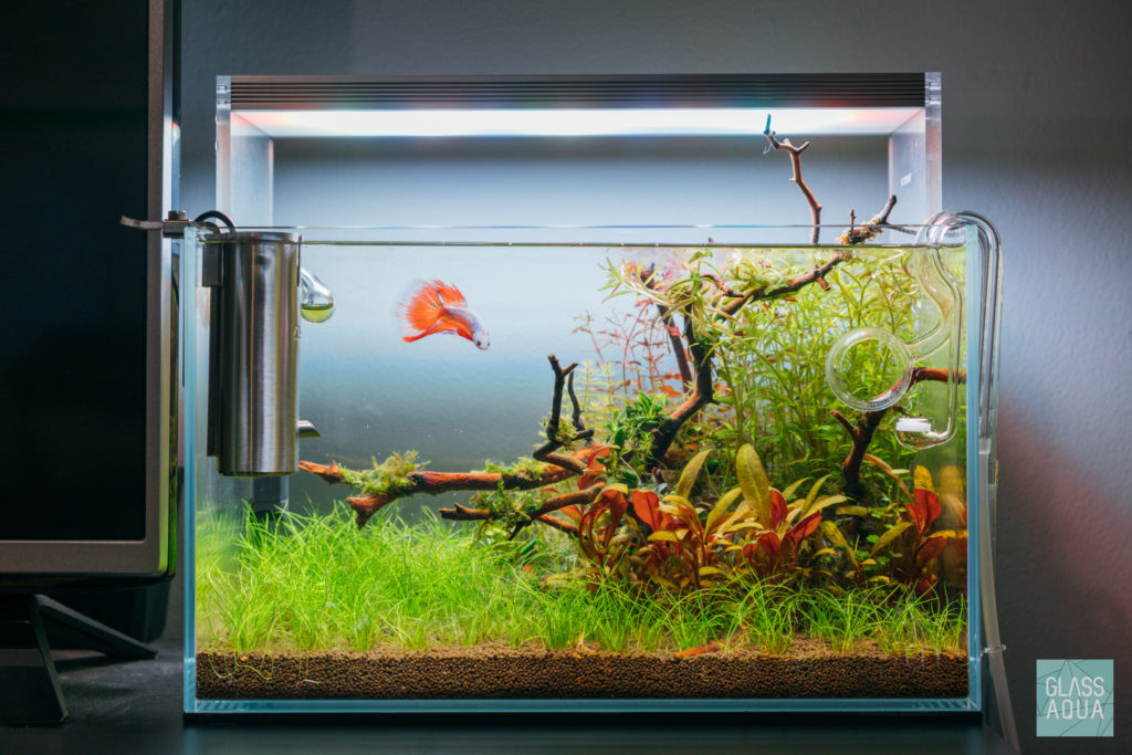 Planted Nano Tank