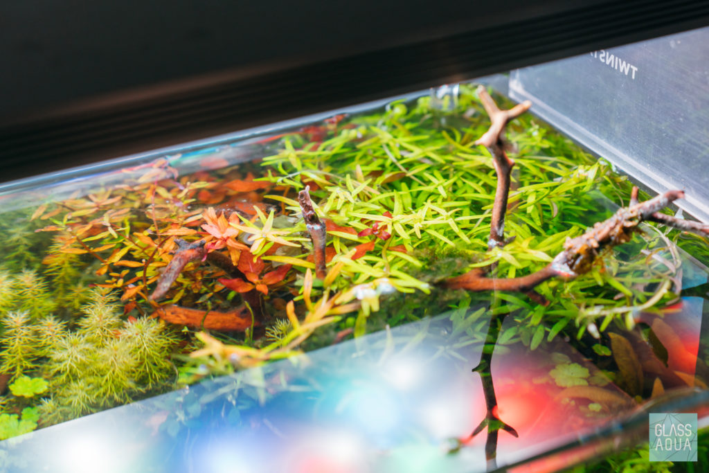Planted Nano Tank