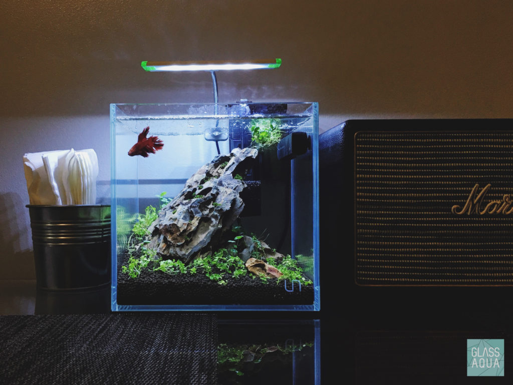 Betta Splendens Fish Care and Health Guide - Glass Aqua