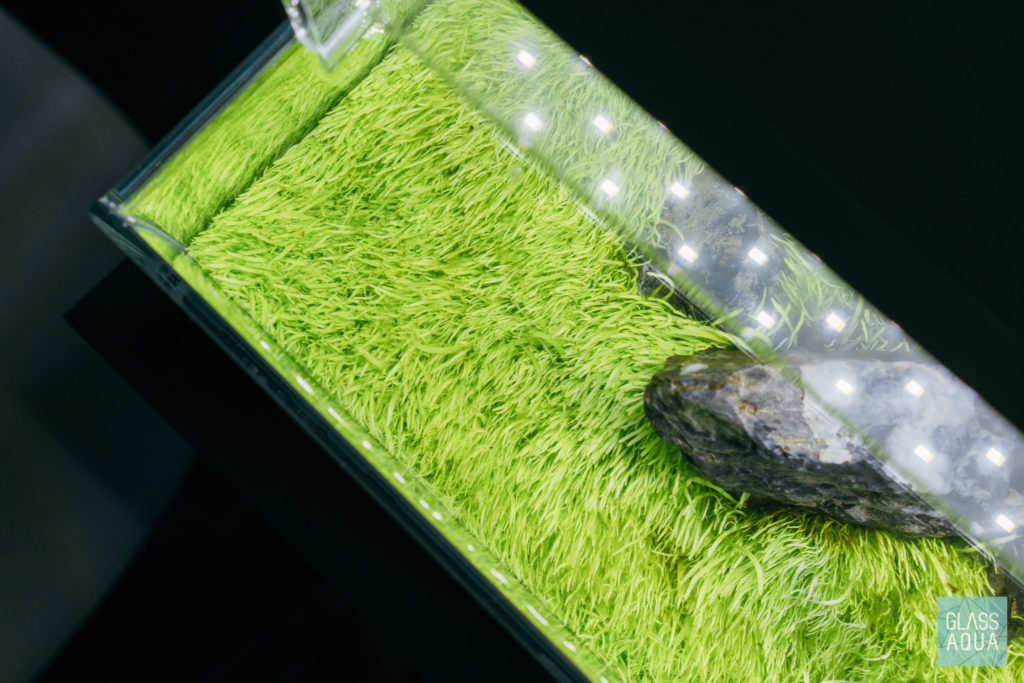 Glass Aqua Planted Aquarium Tank Dry Start Method Guide