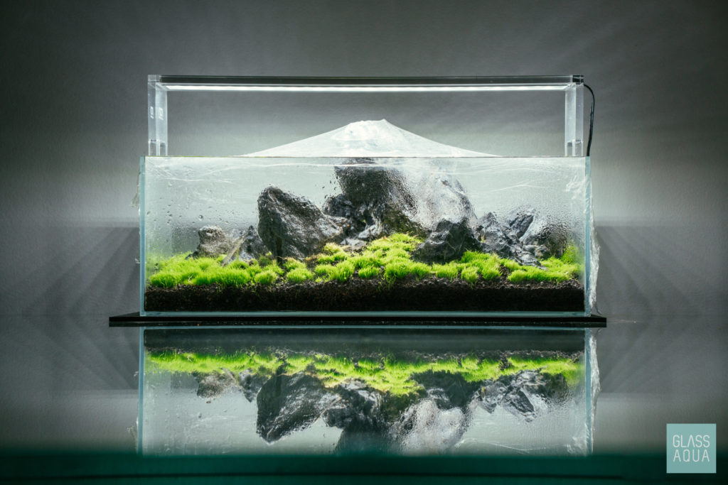 How to grow aquarium plants - Help Guides