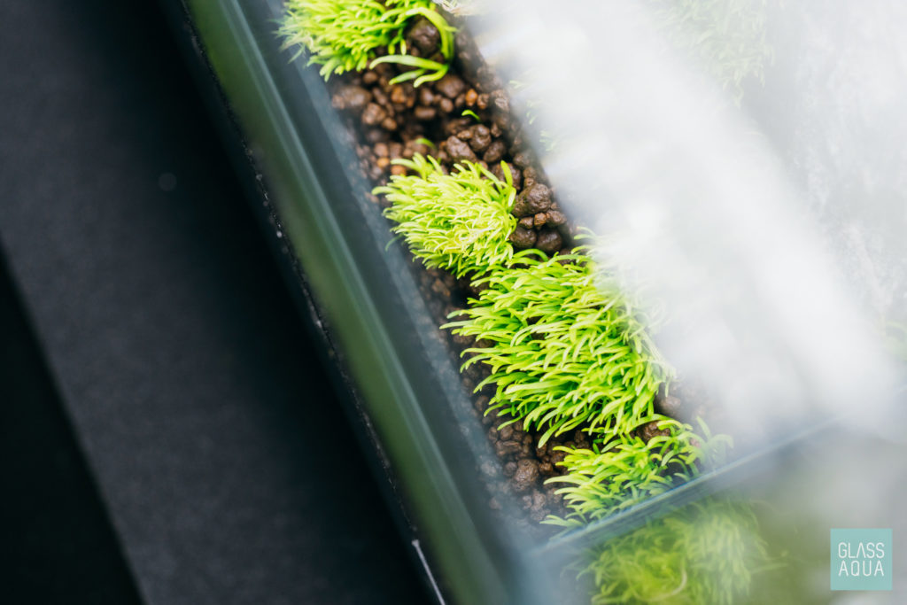 Glass Aqua Planted Aquarium Tank Dry Start Method Guide