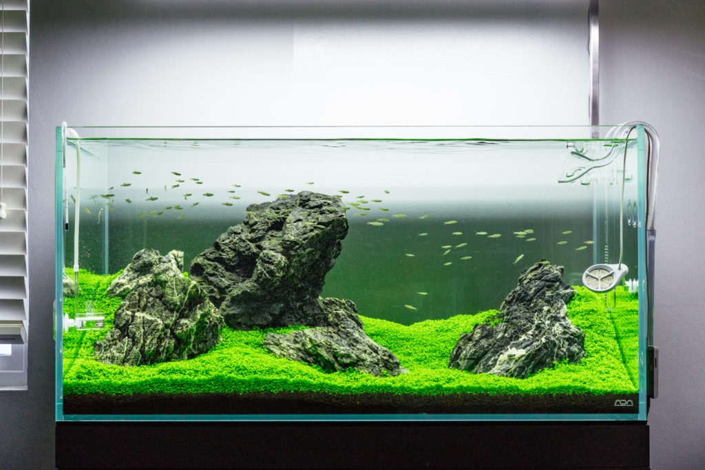 Serene 65 Freshwater Aquarium System with A.S. Designs Aquascape