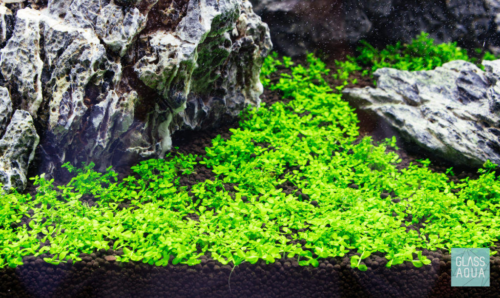 Guide To Planted Aquarium Aquascaping - Rescaping and Replanting - Glass  Aqua
