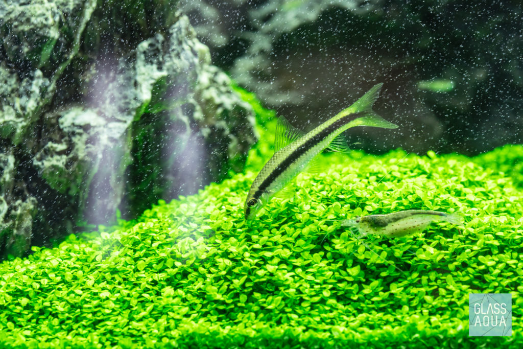 Guide To Planted Aquarium Aquascaping - Rescaping and Replanting