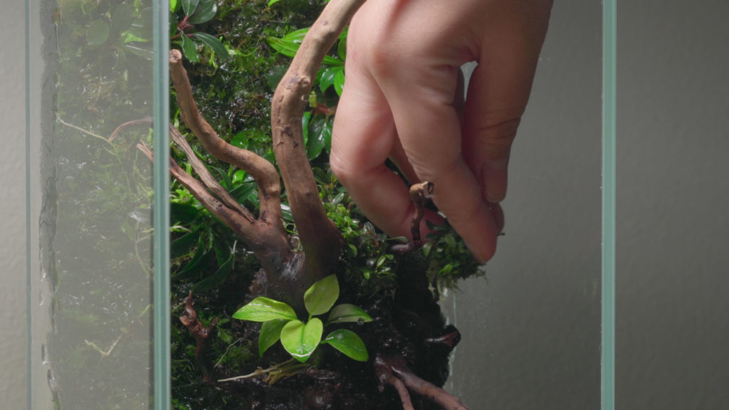 Glass Aqua Aqua-darium Planted Aquarium Paludarium