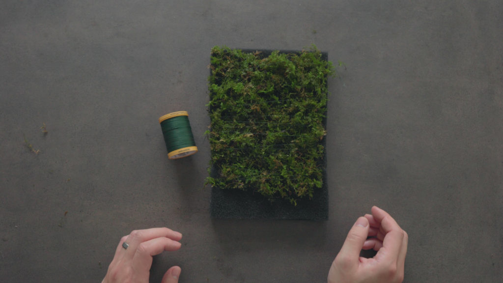 Glass Aqua Aqua-darium Planted Aquarium Paludarium