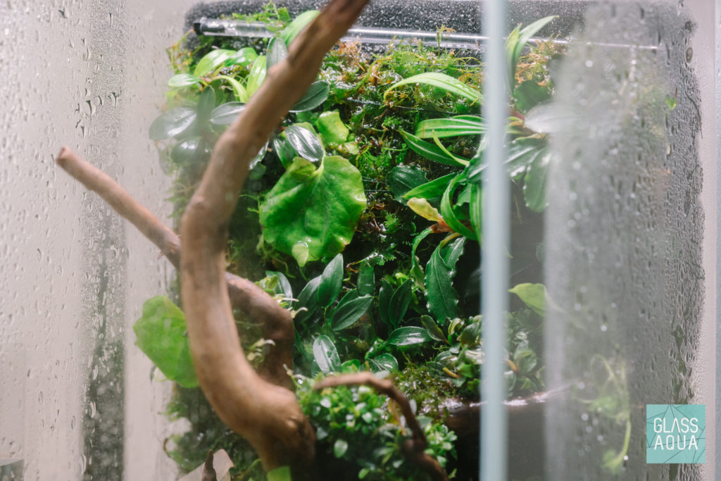 Glass Aqua DIY Live Plant Wall Planted Aquarium Tank