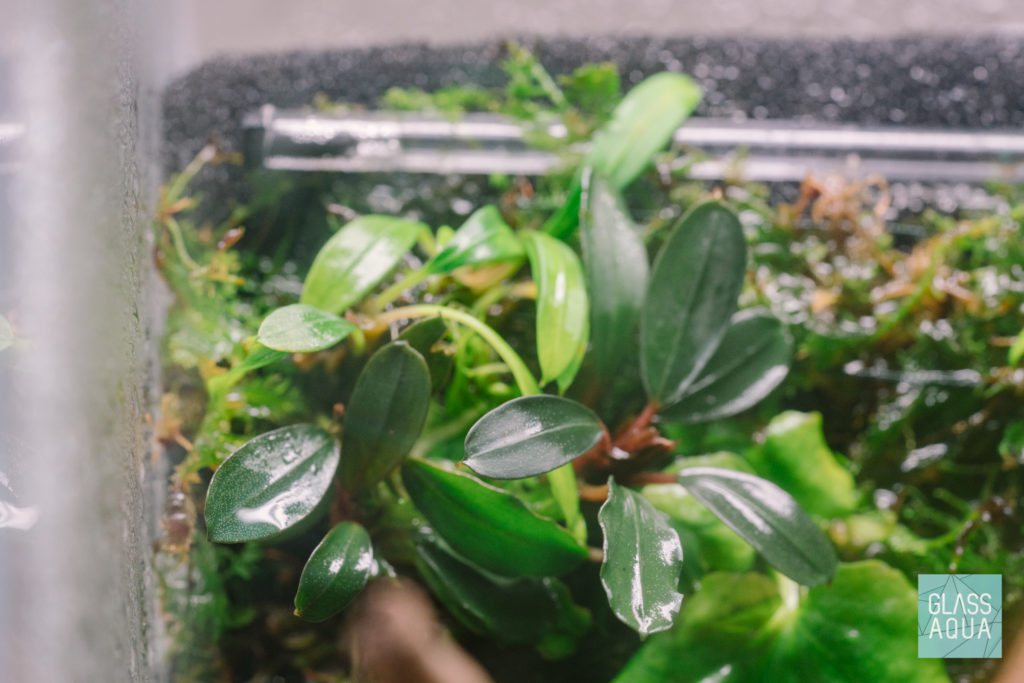 Bucephalandra rare aquarium plants