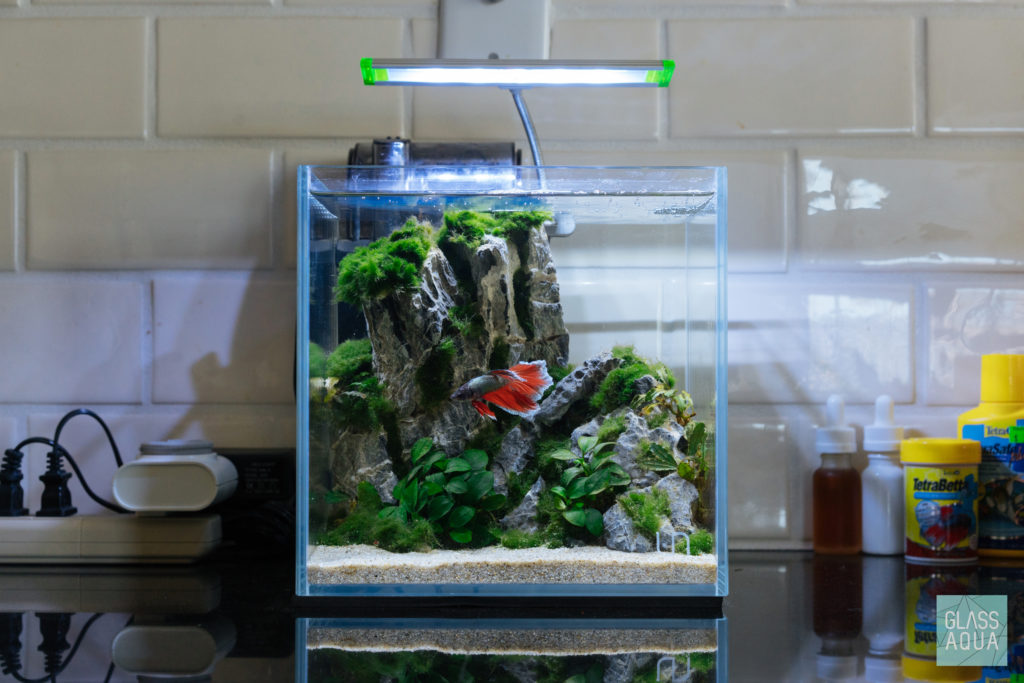 Betta Nano Planted Tank Betta Nano Planted Tank