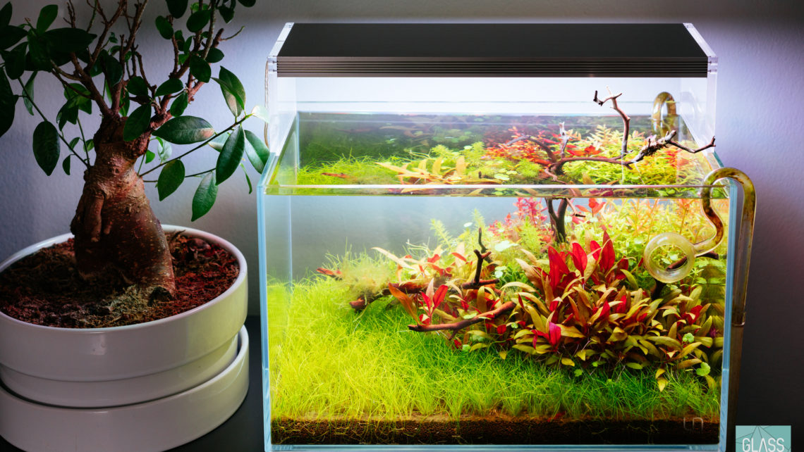 Ultum Nature Systems 5N Planted Nano Tank Gallery - Glass Aqua