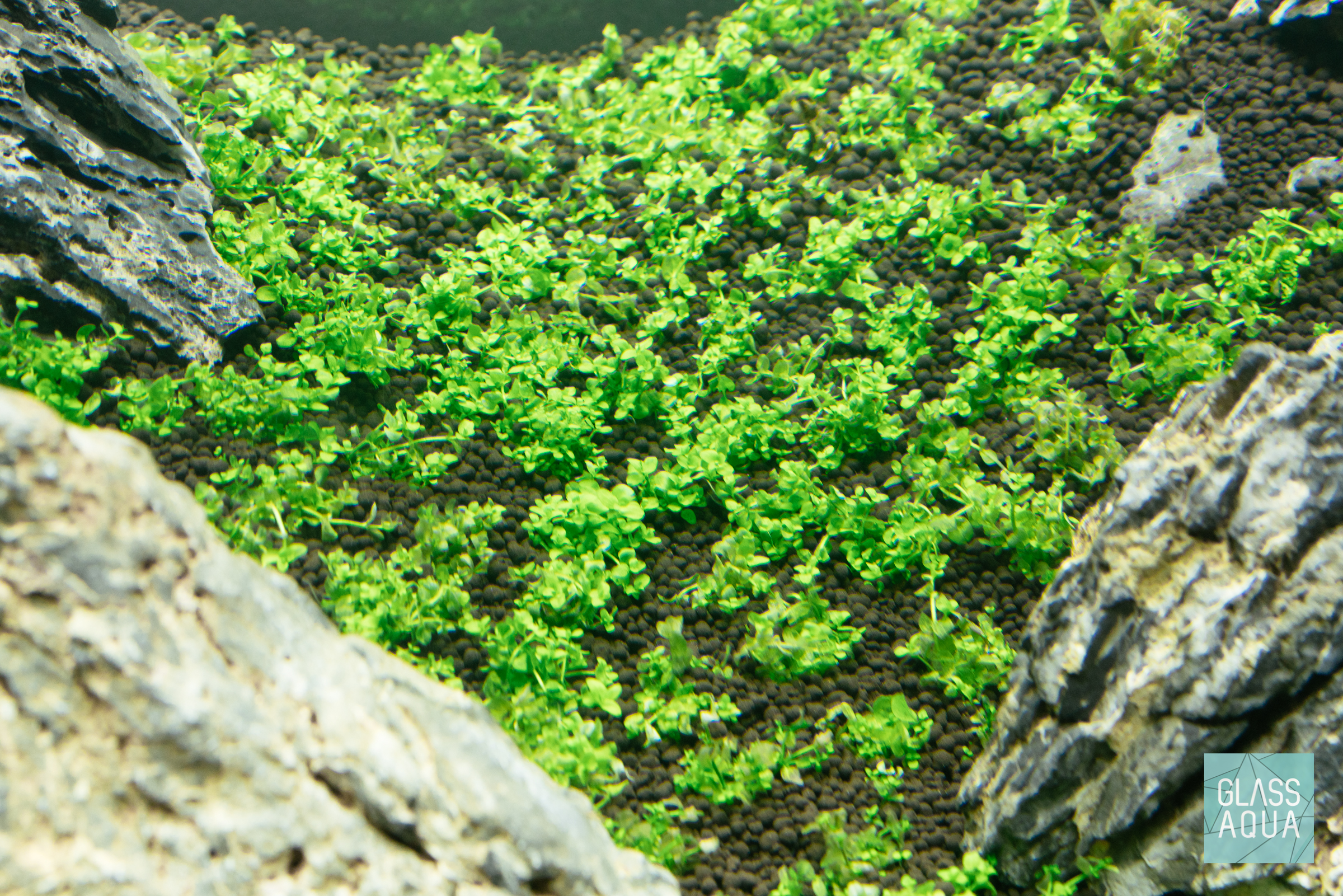 Guide To Planted Aquarium Aquascaping - Iwagumi - Glass Aqua